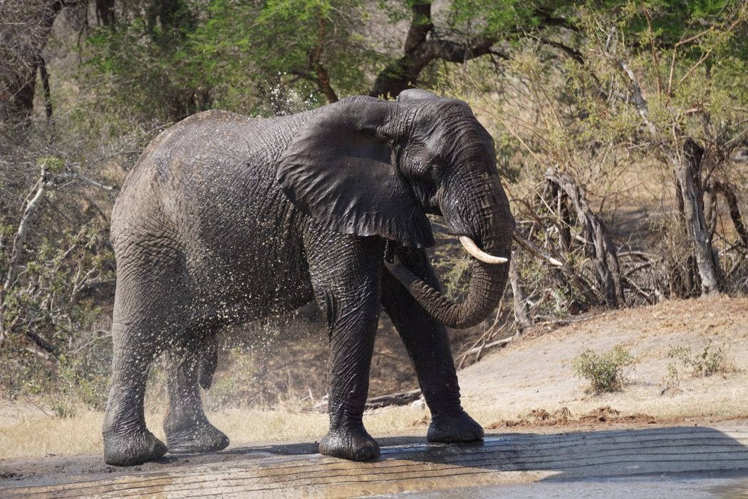 One Day in Kruger National Park: One of My Favorite Monday Mornings ...