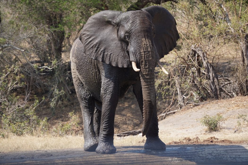 One Day in Kruger National Park: One of My Favorite Monday Mornings ...