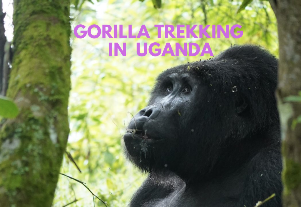 Gorilla Trekking in Uganda: Everything You Need to Know - Lust for the ...